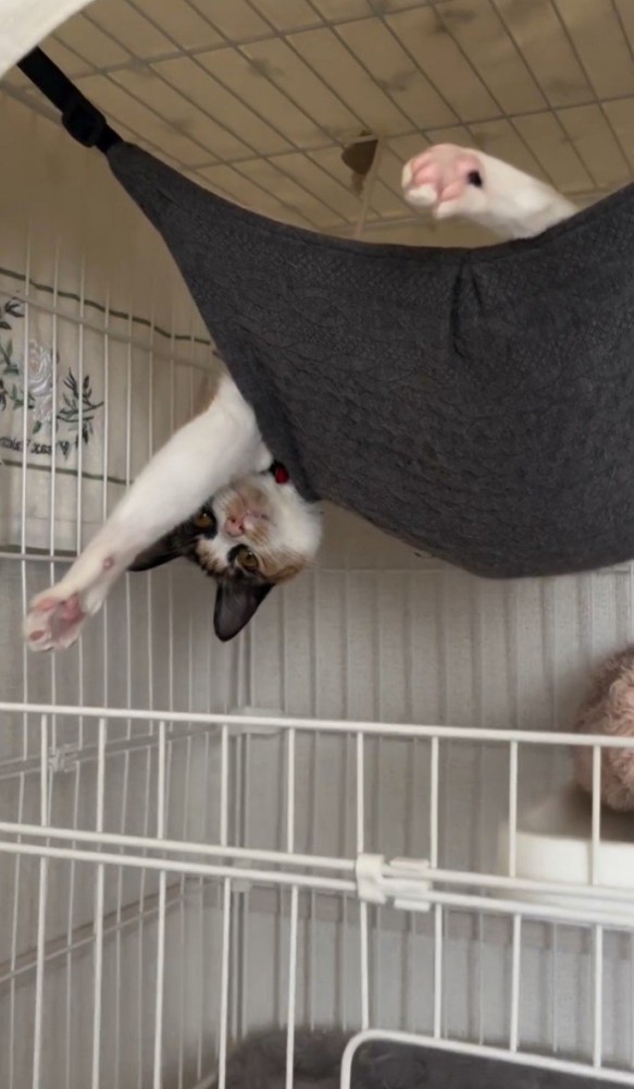 ハンモックにいる猫