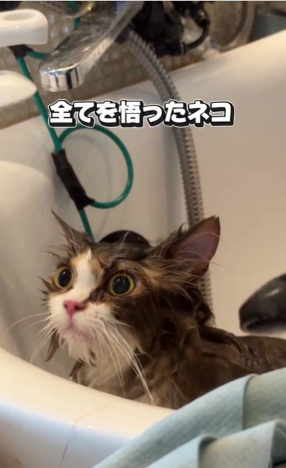 シャンプーをしている猫