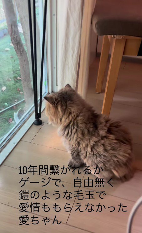 外を眺める猫