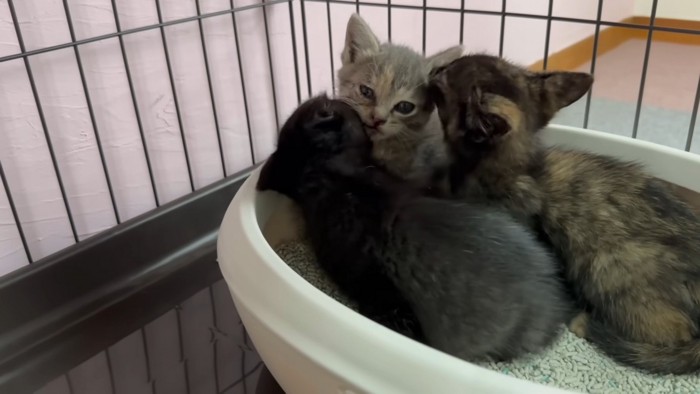 三毛ちゃんに詰め寄る黒ちゃんとサビちゃん