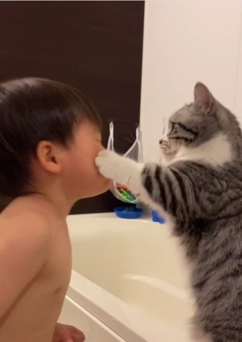 子どもにパンチをしている猫