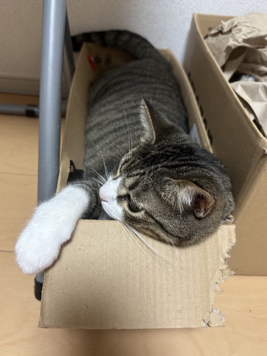 箱に収まる黒い短毛猫