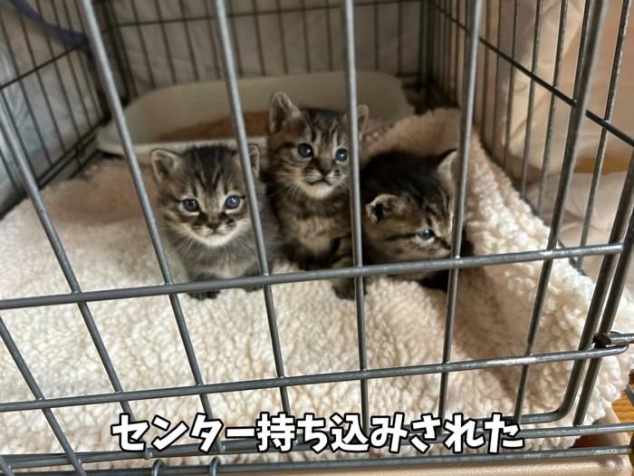 ケージの中にいる子猫たち