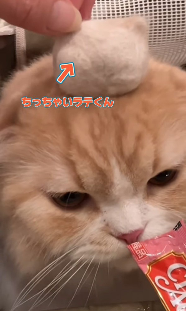 おやつを食べる猫