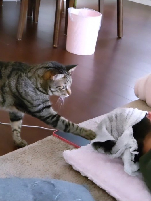 人の頭を触る猫