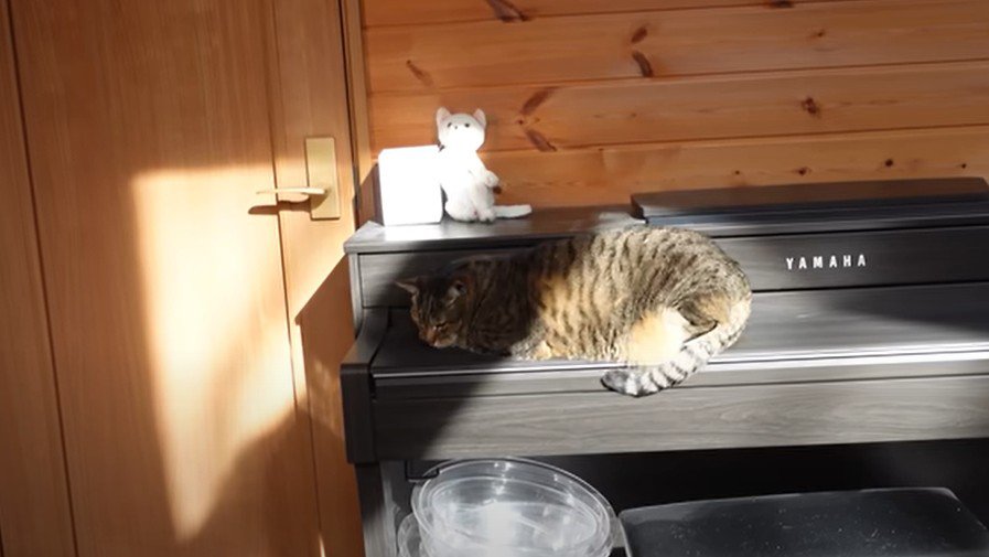 ピアノの上の猫