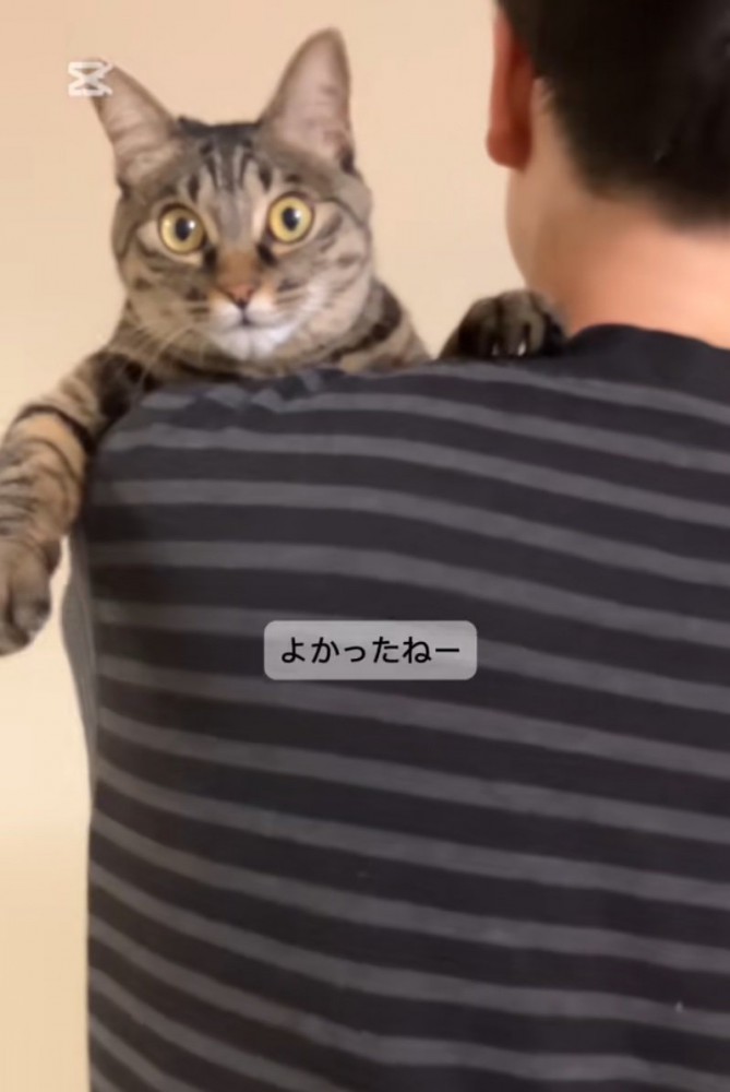 抱っこされる猫