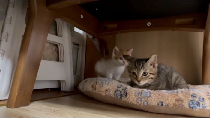 キジトラ猫のそばに近寄る子猫