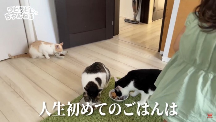 嬉しそうにご飯を食べる猫達