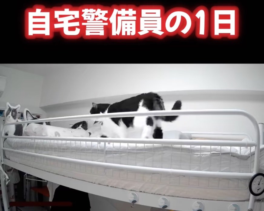 ベッドの上を徘徊する猫