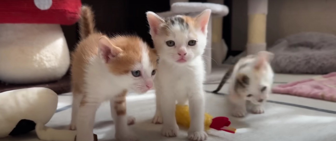 人を見ている子猫