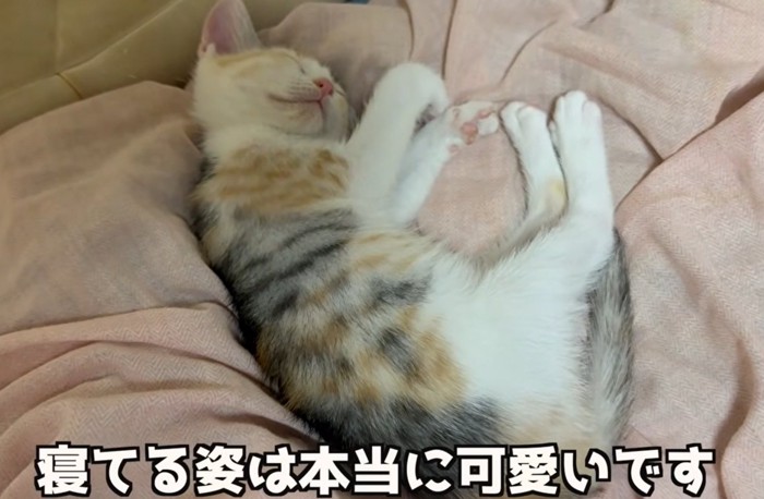 寝ている子猫(寝ている姿は本当に可愛いです)