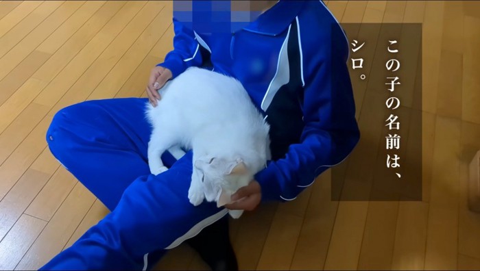 男の子の膝の上に乗る猫