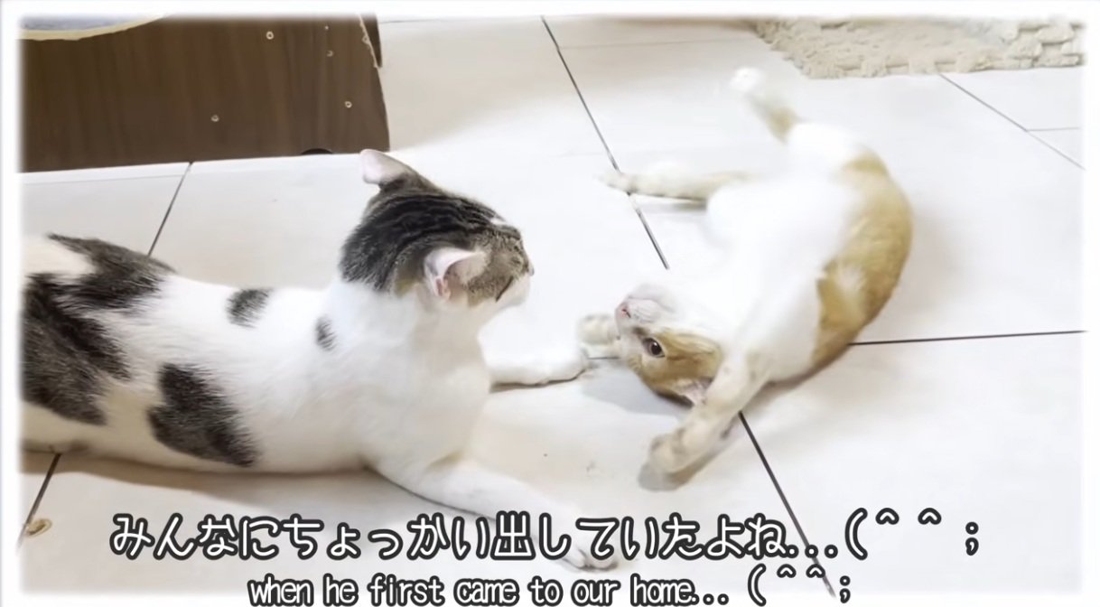 先住猫にちょっかいをかける猫