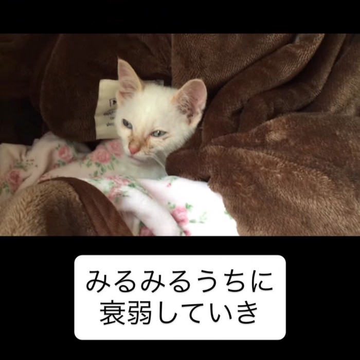 つらそうな表情の子猫