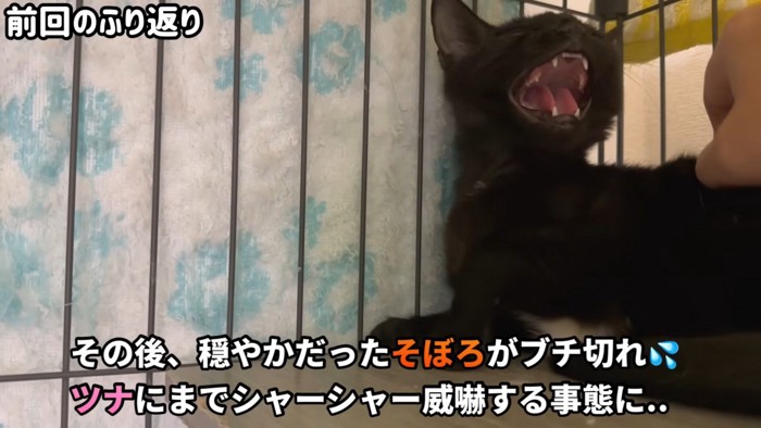 大きく口を開けて鳴く黒猫