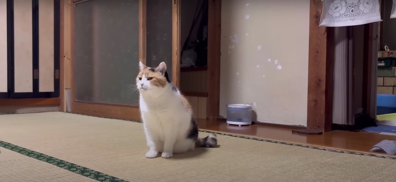 座っている猫