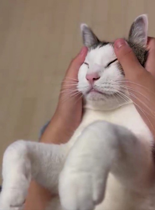 マッサージされている猫