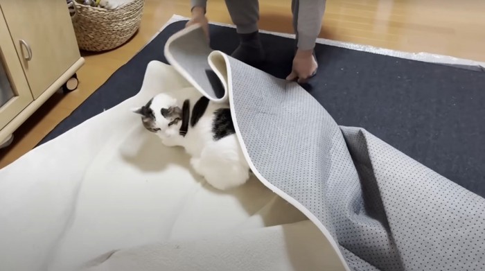 しわくちゃのカーペットと猫