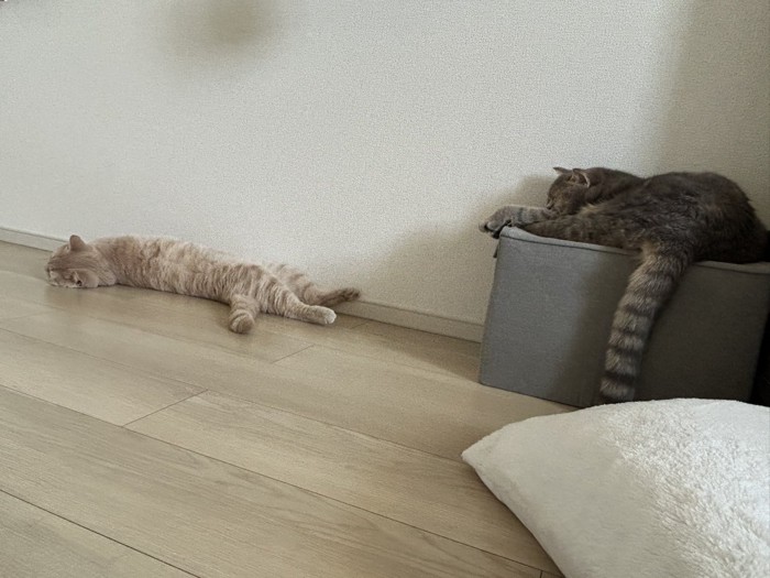 クッションの上にいるキジトラ猫と、床に寝転がる茶トラ猫