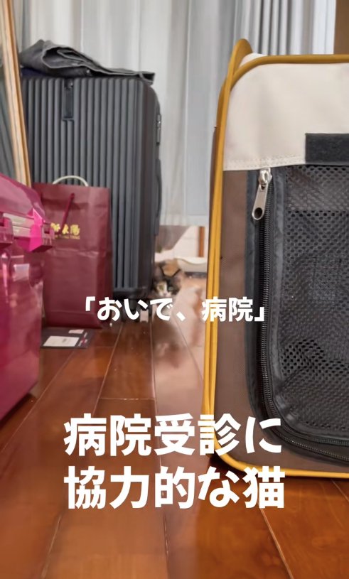 画面奥からカメラを見つめる子猫