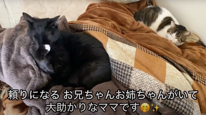 黒猫とキジシロ