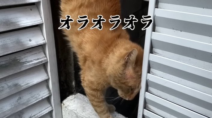 変な体勢の猫