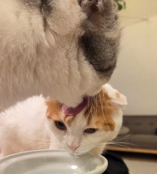 茶白猫の額を舐める白黒猫