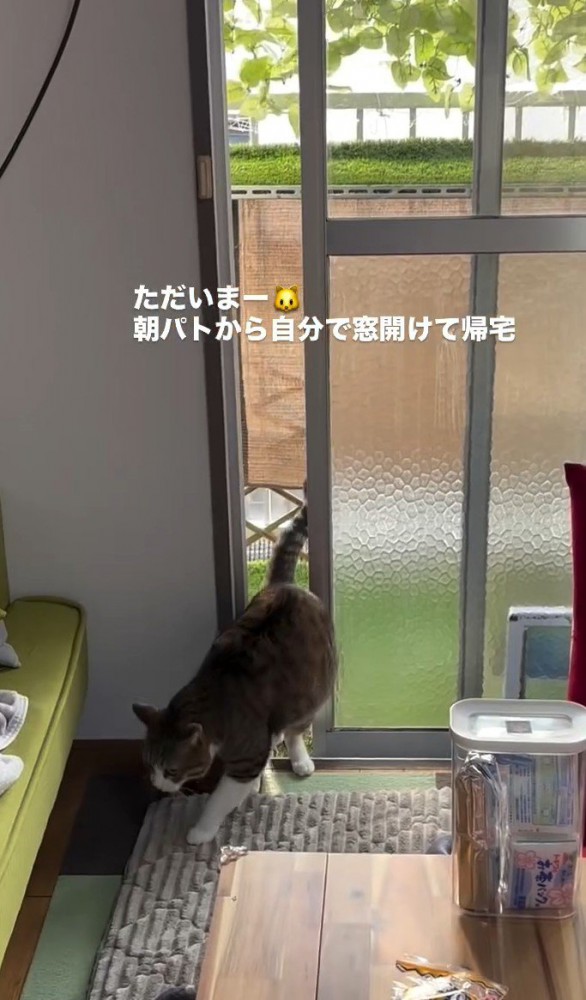 猫が部屋に入った様子