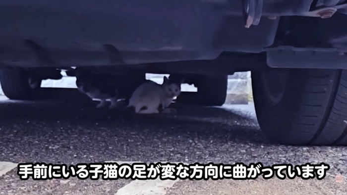 テロップ「手前にいる子猫の足が~」