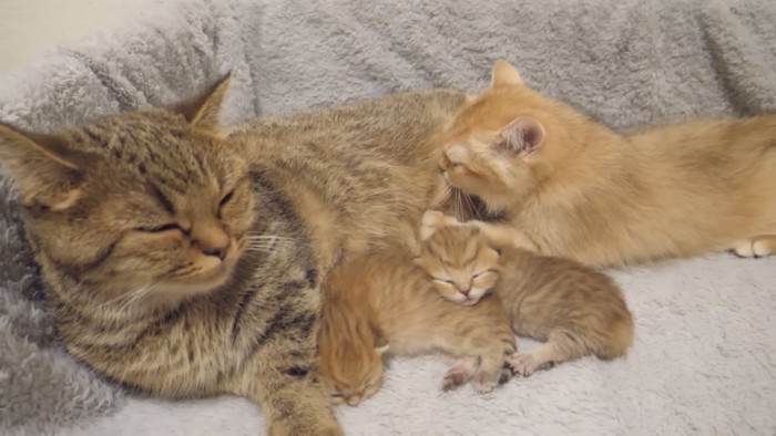 4匹の猫が寝ている写真