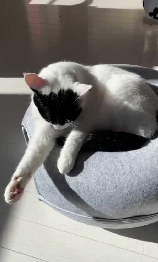 手を舐めるらんちゃん