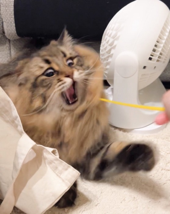 猫じゃらしで遊ぶ猫