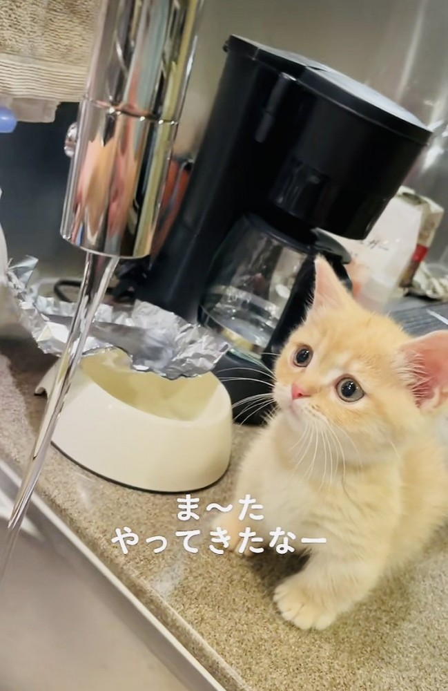蛇口から流れる水を見るマンチカン