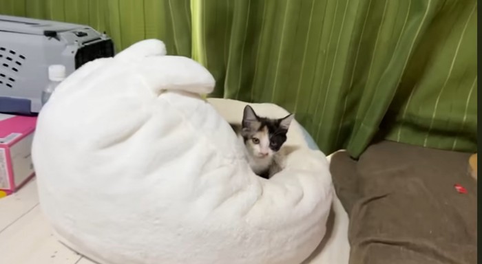 クッションにいる猫