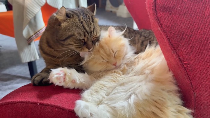 一緒に寝ている写真