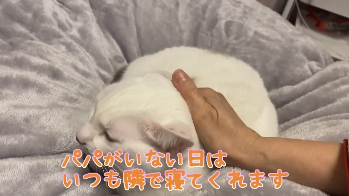 ベッドの上にいる猫