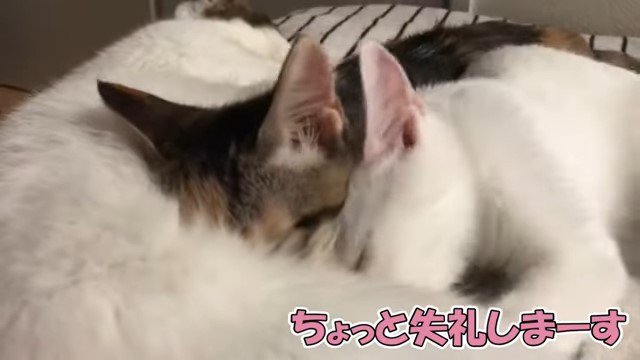 猫のお腹に顔を埋める2匹の子猫