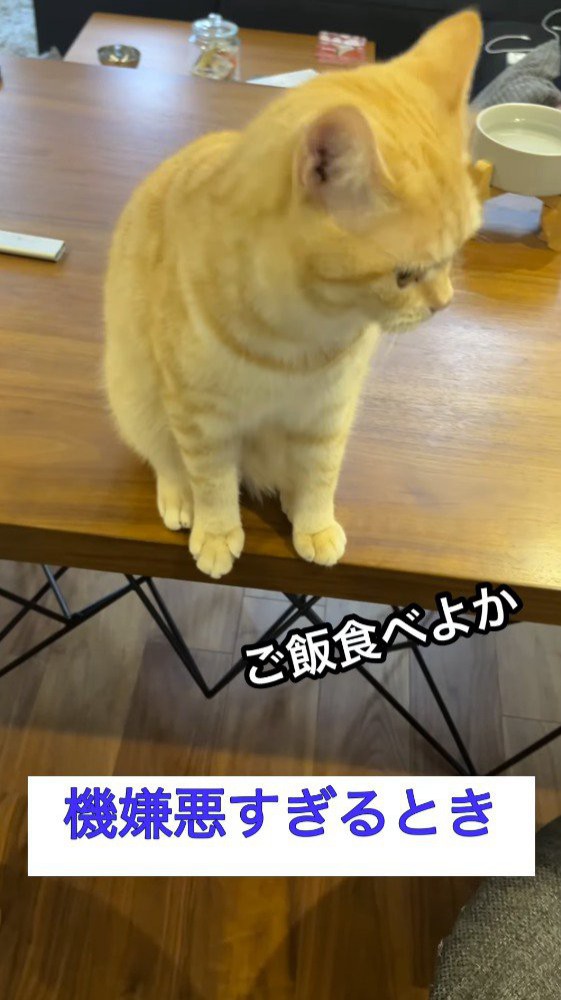 不機嫌な猫に声をかける飼い主