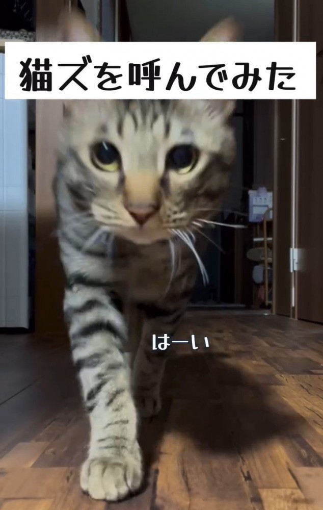 カメラの前に来た猫