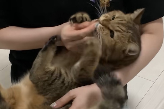 赤ちゃん抱っこで人の手を掴み口に持って行く猫