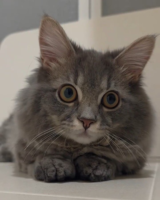 目を丸くしている猫