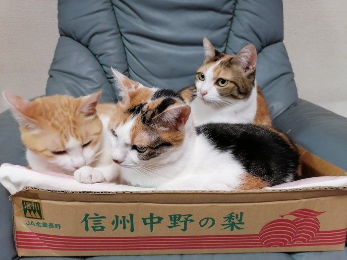 箱の中でくつろぐ茶白猫と三毛猫姉妹