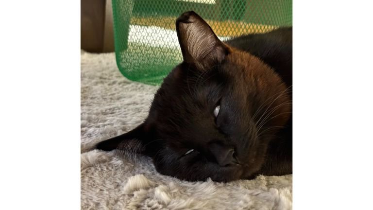 眠っている猫