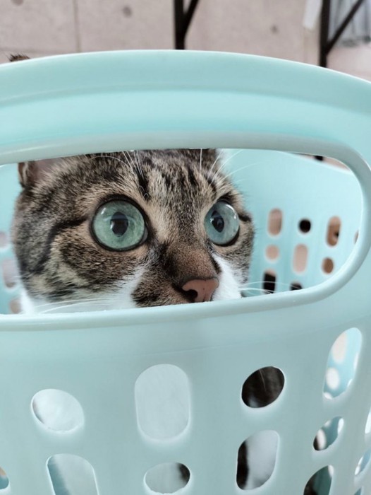 水色のカゴに入り、こちらを見ている猫