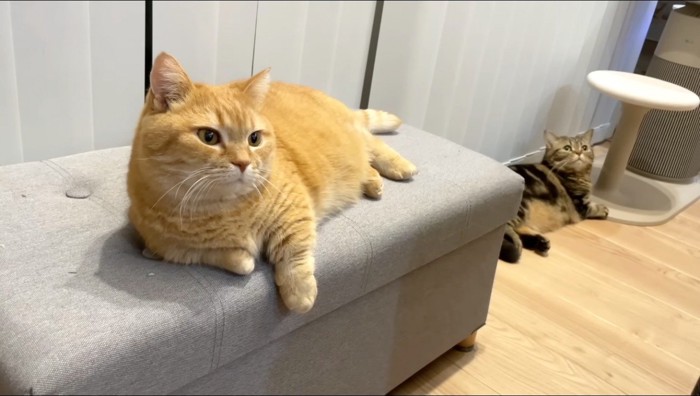 目を開ける茶トラ猫