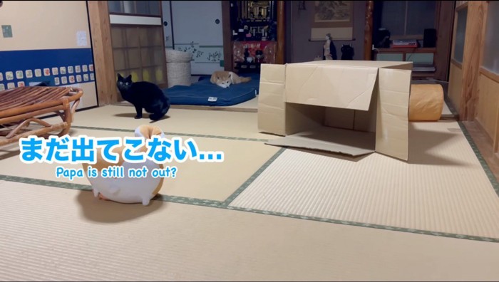 襖の前に座り込む猫