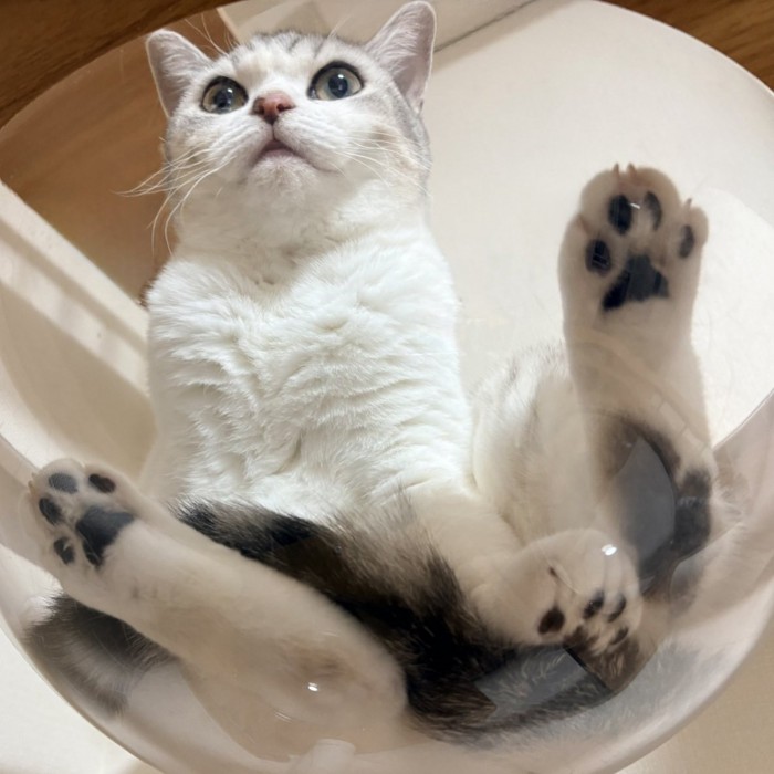 透明ボウルの中で気持ちよさそうに眠る猫の表情