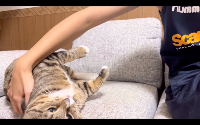 落ちそうな猫