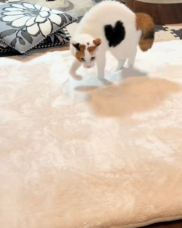 警戒態勢で足を踏み出す猫